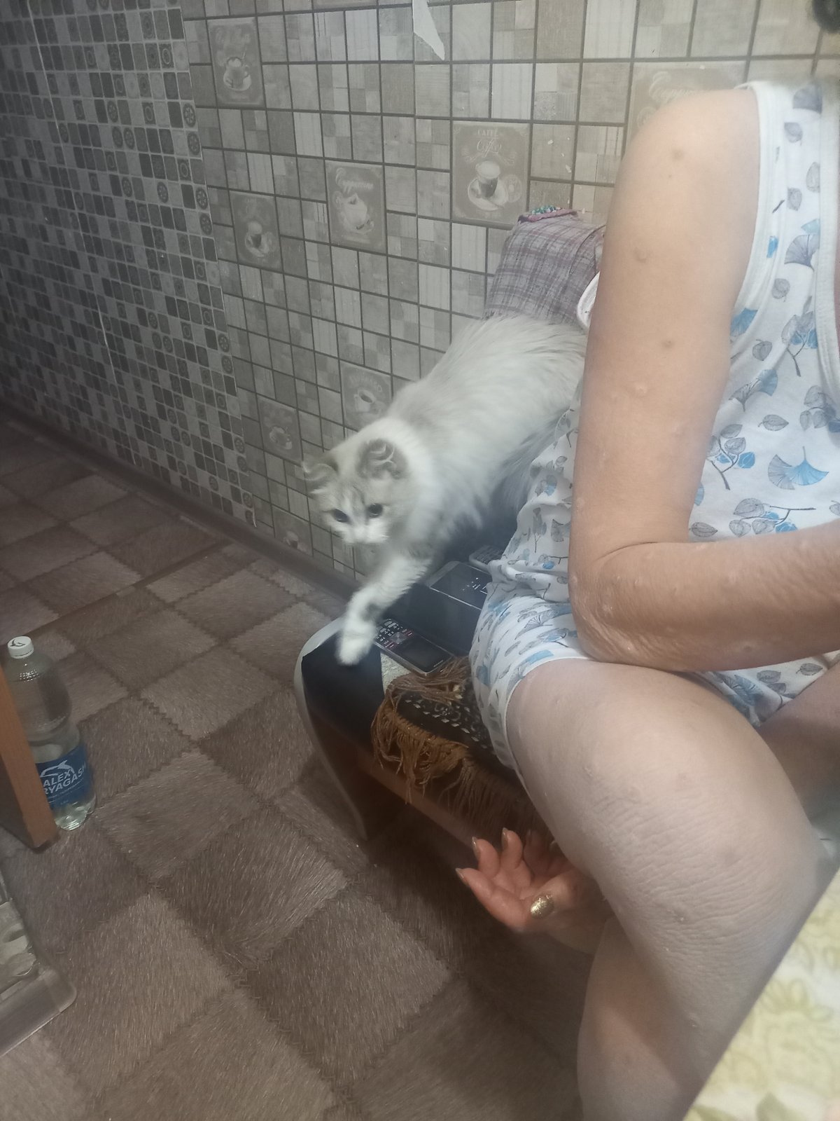 Blue-eyed cat near food bowl, Karaganda apartment