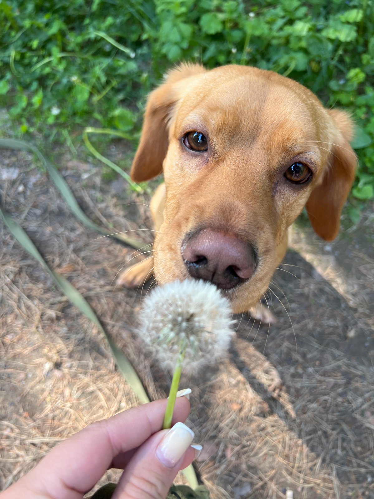 Morning pet walk documented in Chaikovsky, Russia