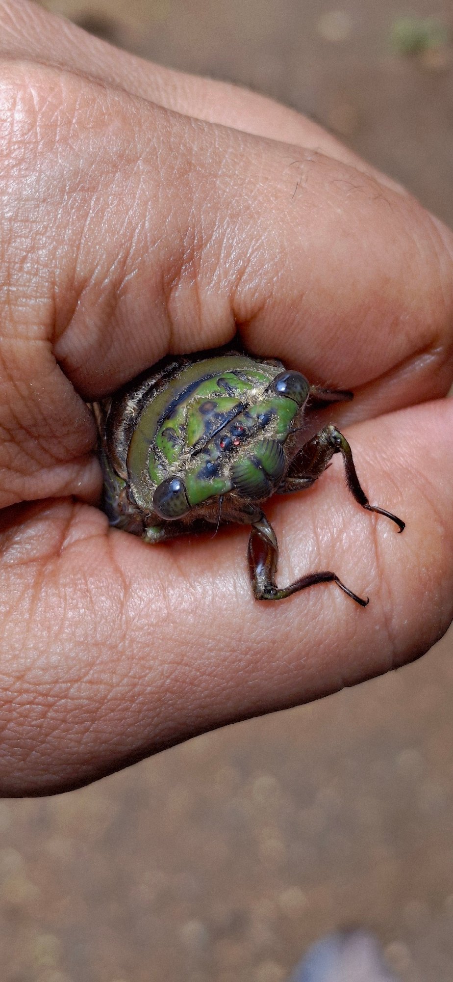 Cicadas, lizards, and backyard nature in Vallecito, Venezuela