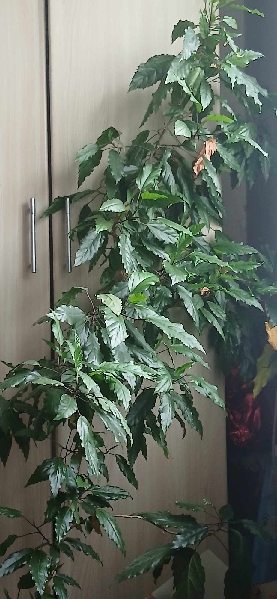 Houseplant with serrated leaves beside a wooden wardrobe indoors.