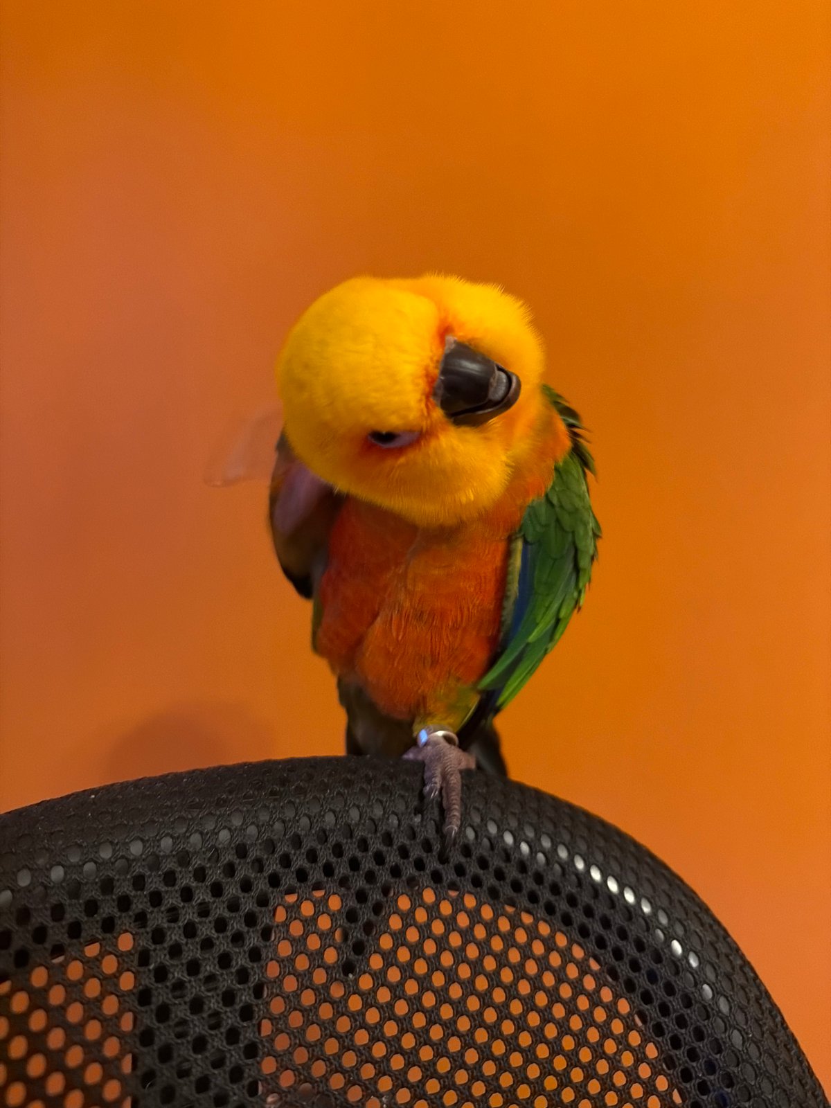 Sun conure and a blazing sunset in Khimki