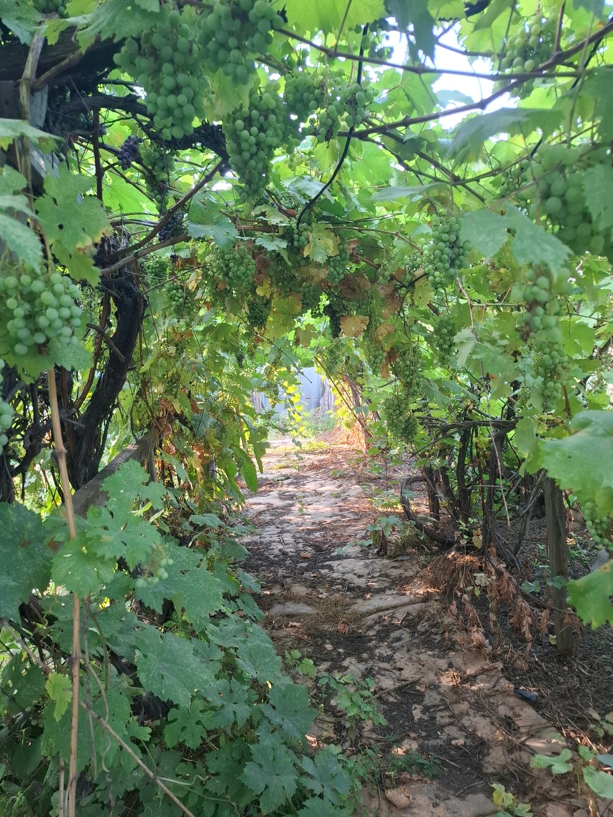 Backyard life in Almaty: fruit trees, tools, and quiet afternoon moments