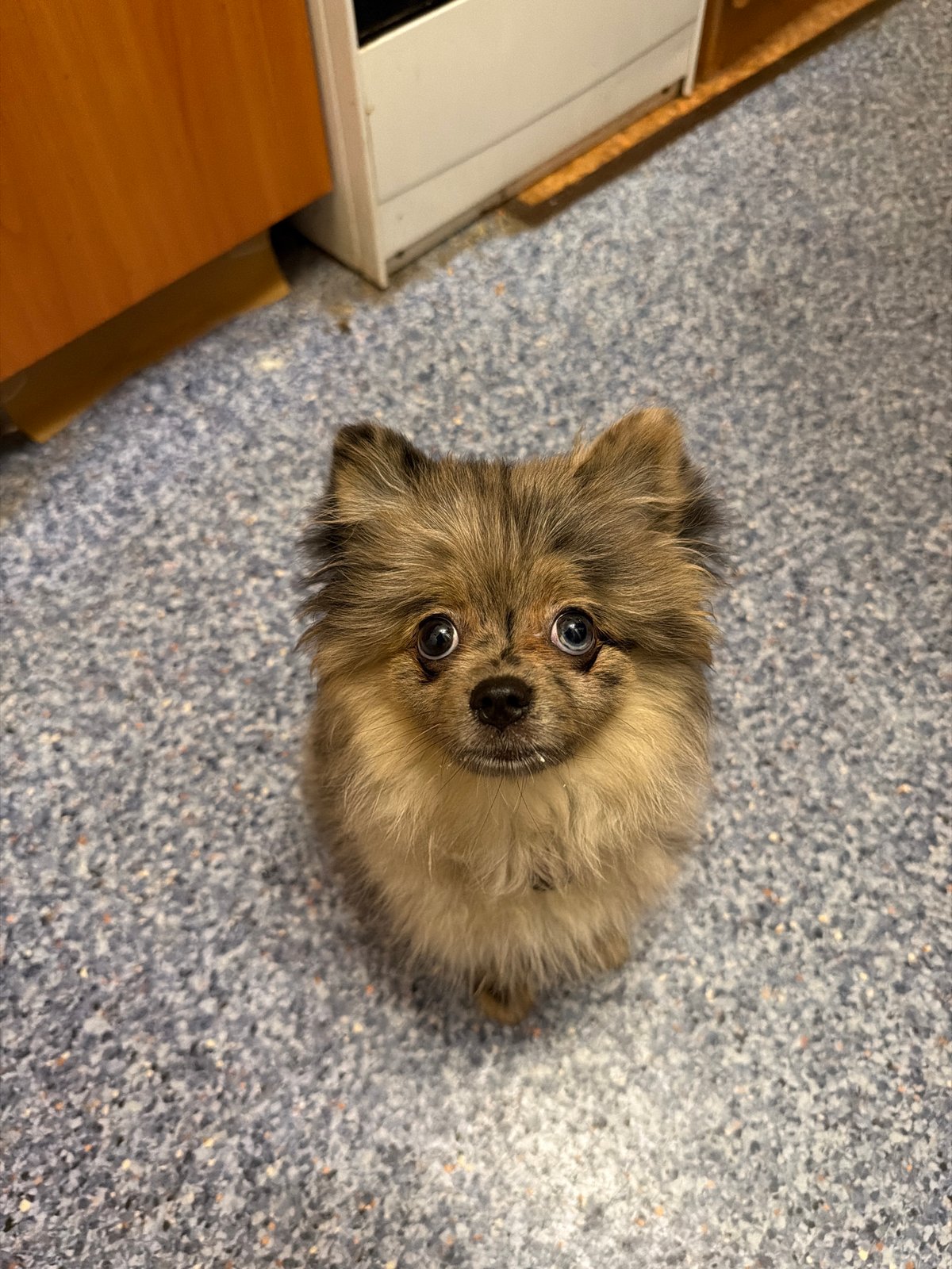 Pets and low-light selfies at home in Chaikovsky