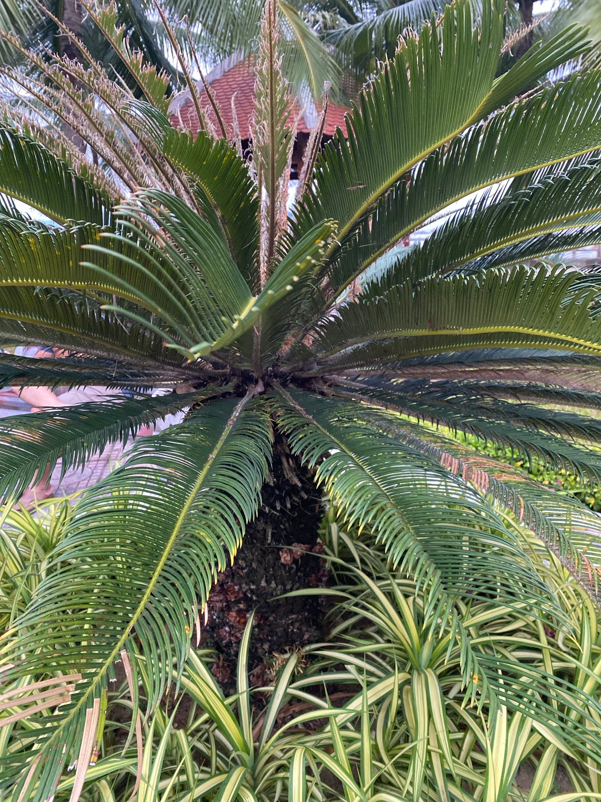 Morning at a Nha Trang seaside park — greenery, fitness, strolls