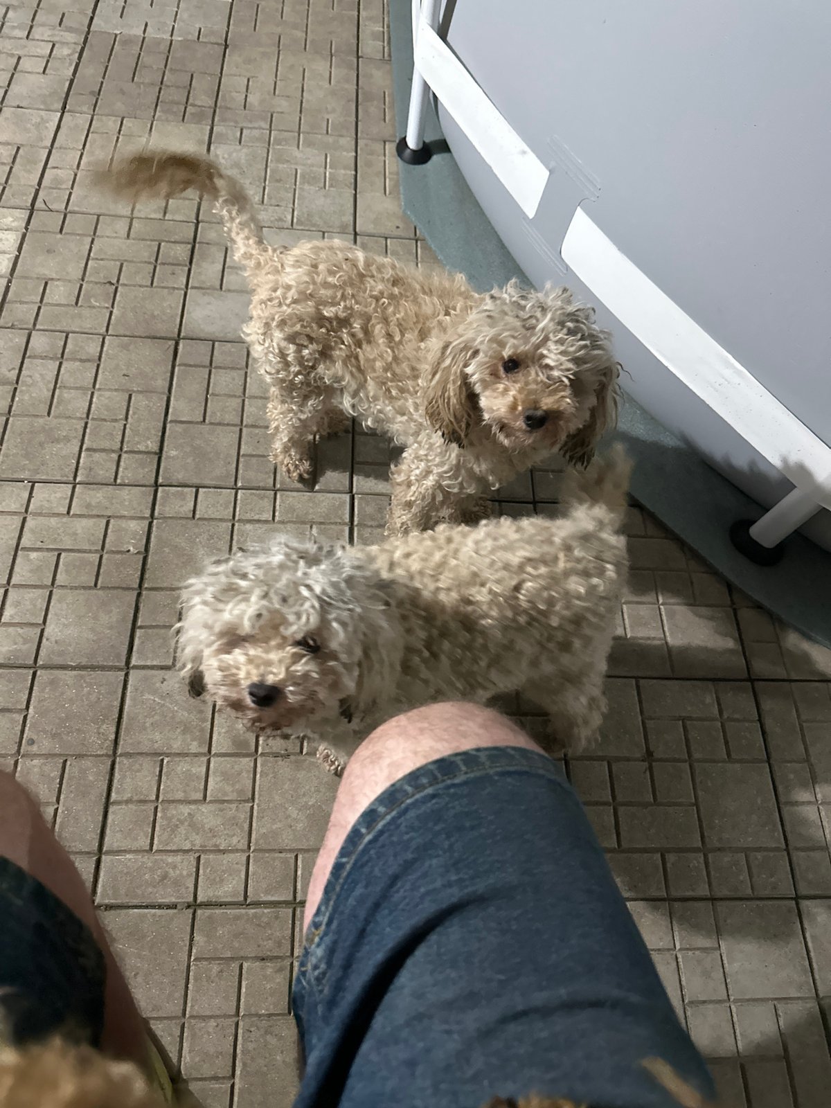 Summer backyard night in Pîrlița, Moldova — pets, pool, and odds and ends