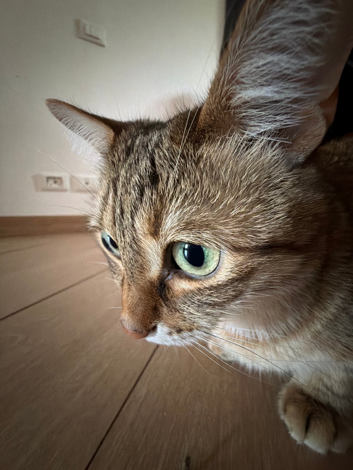 Tabby cats observed interacting in Milan morning scene