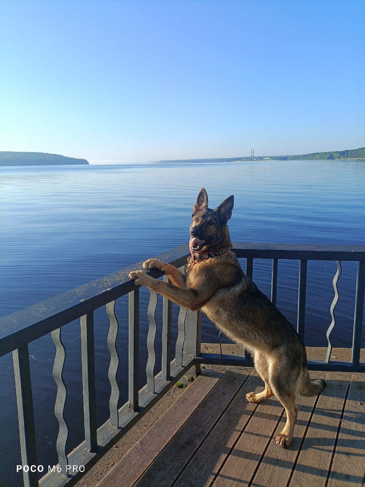 German Shepherd enjoys the view from a waterfront deck