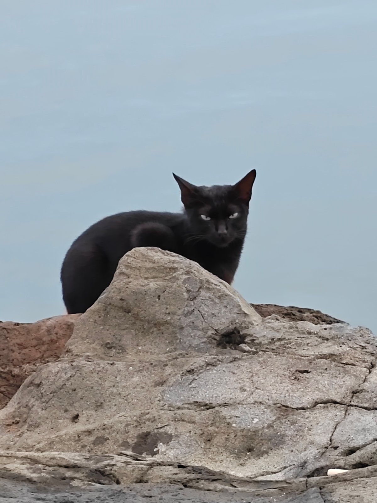 Cats spotted on rocky coastline in Lhokseumawe, Indonesia