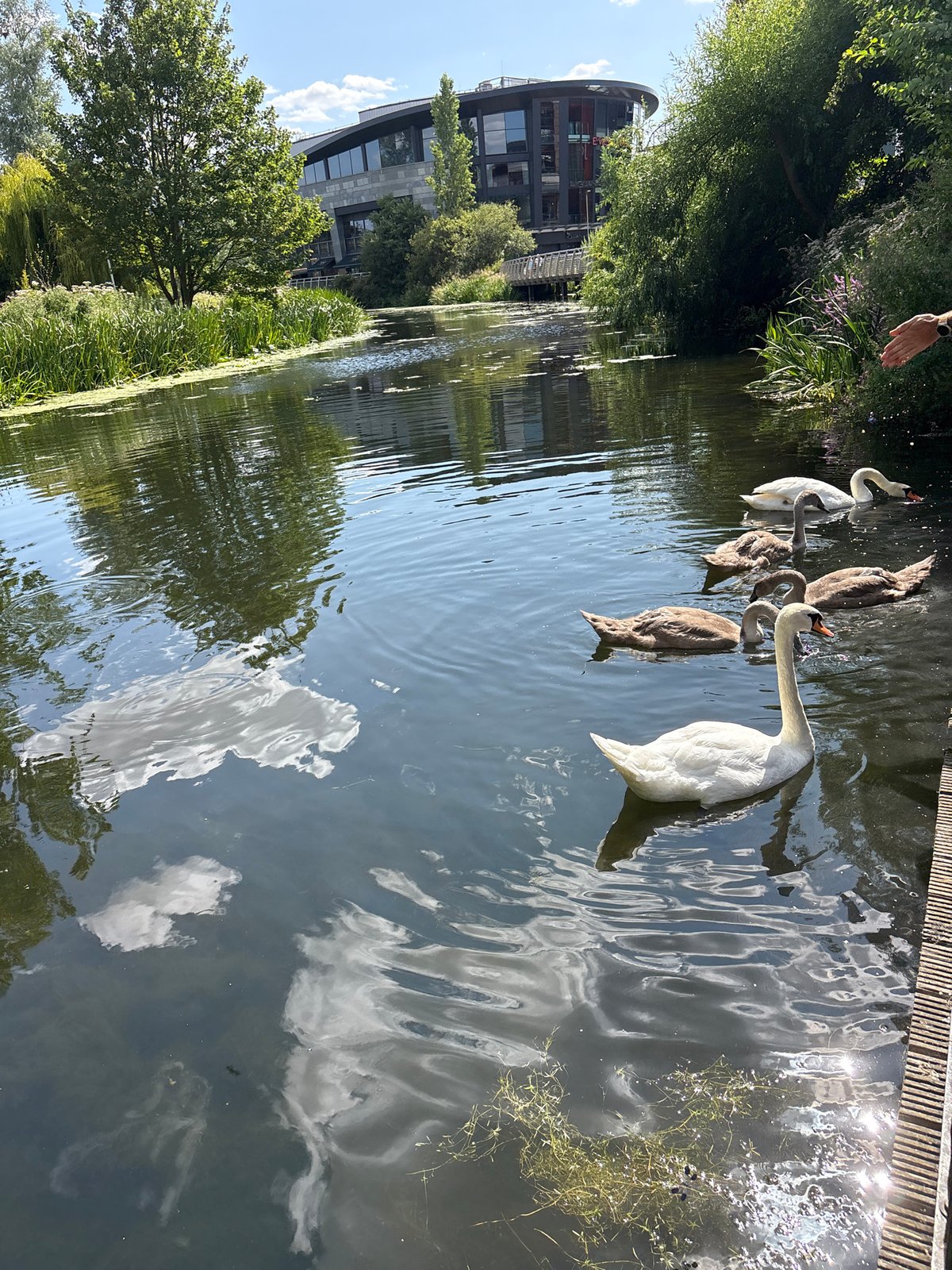Swans and cygnets on the River Chelmer, Chelmsford