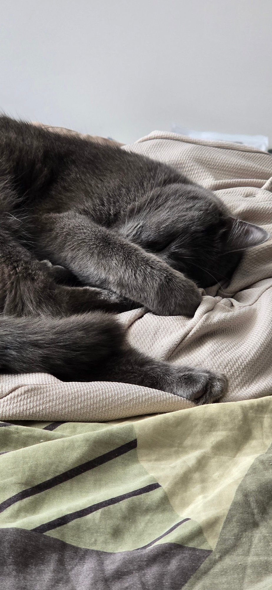 Gray cat observed resting on blankets throughout afternoon