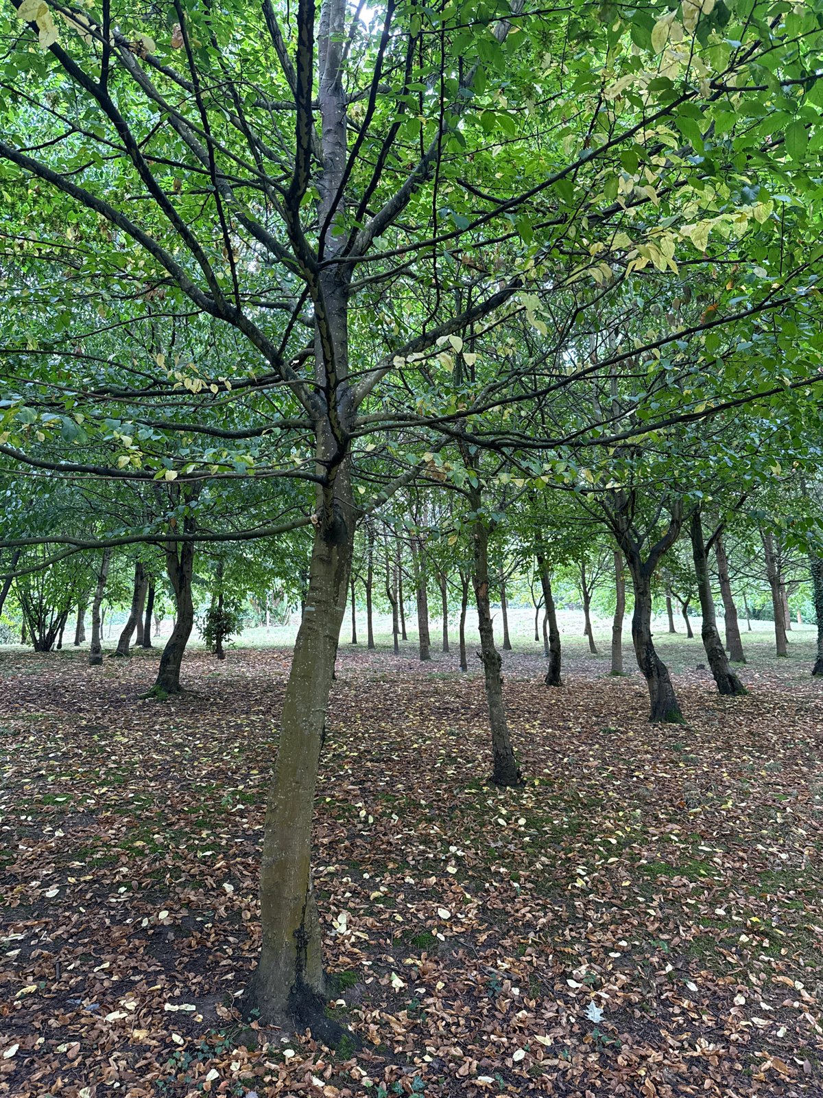 Autumn wildlife and fungi in an Oviedo park