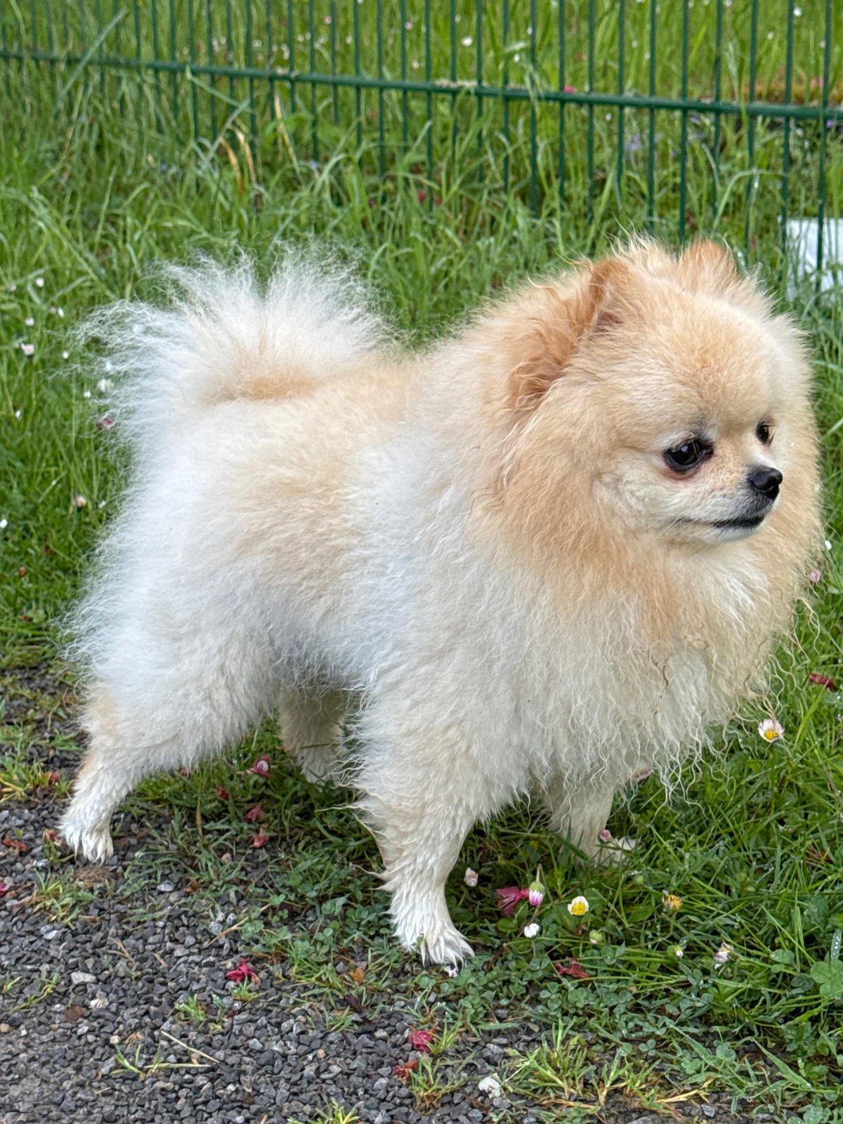 Pomeranian dog spotted in multiple locations around German town