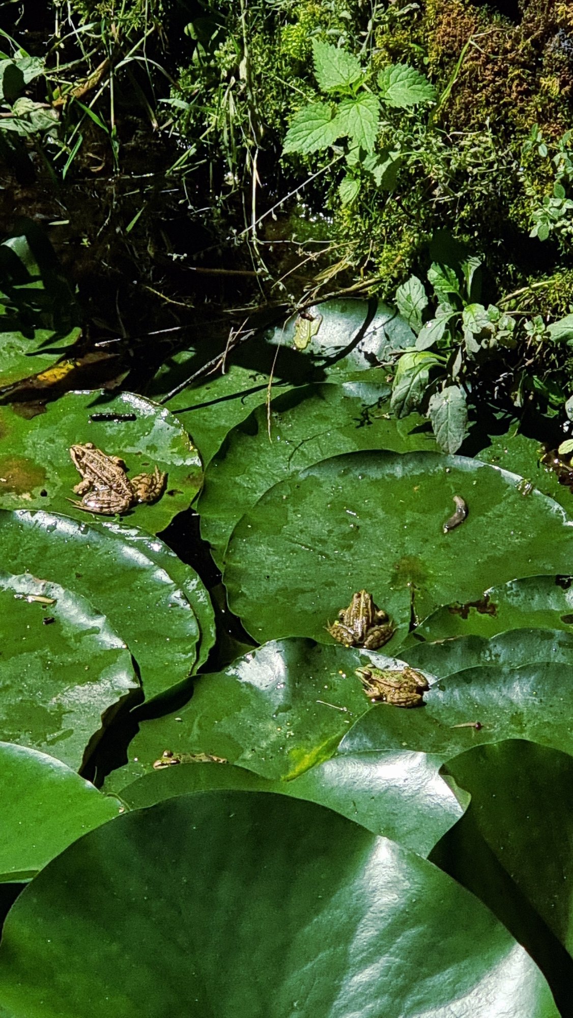 Pond Life Documented in Sant Joan les Fonts