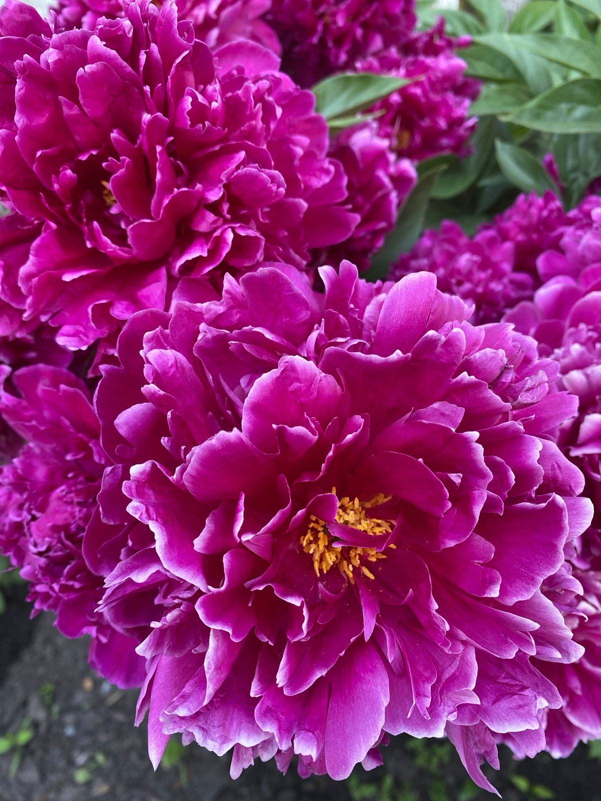 Summer garden flowers in close-up, Novokuznetsk