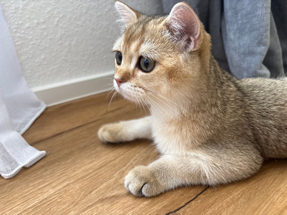 Golden tabby cat lounges and plays on a wooden floor in Bönnigheim