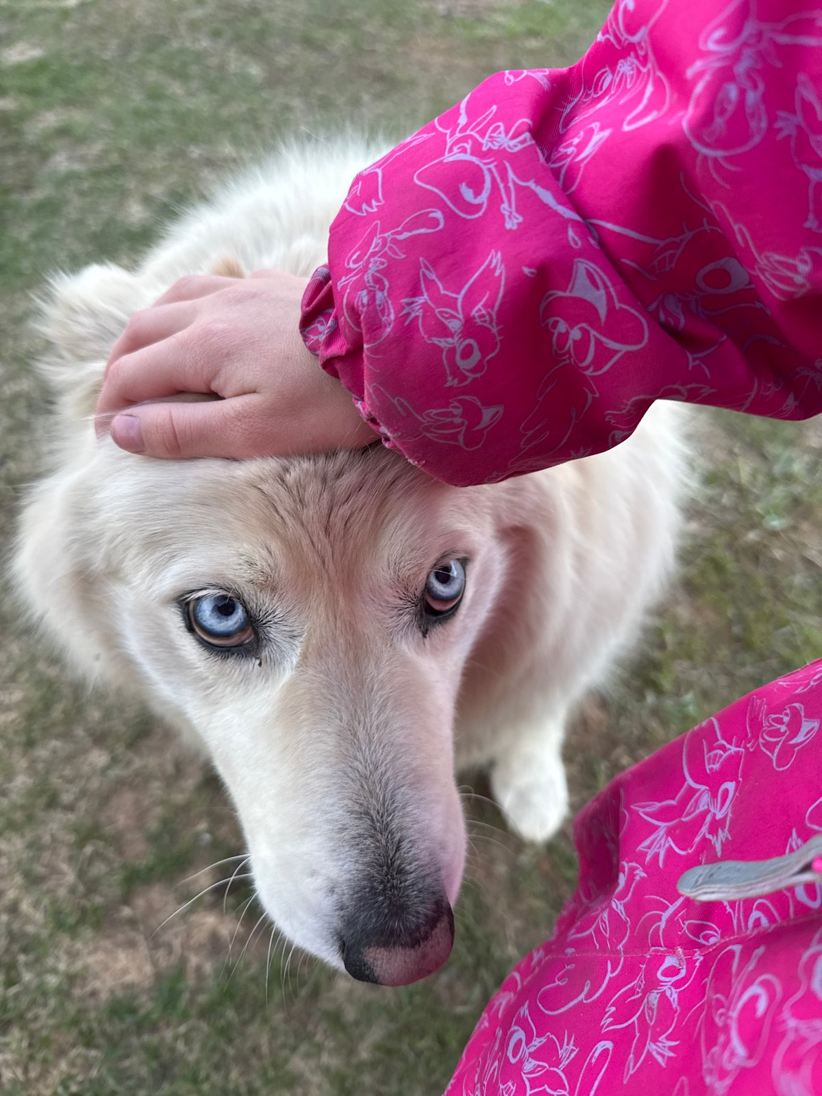 Afternoon leisure documented in Garevaya: dog petting, car selfies
