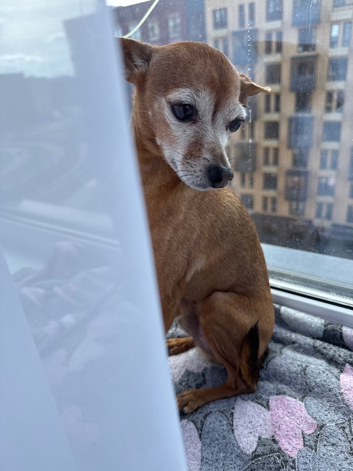 Small dogs on a city windowsill, morning routine at home