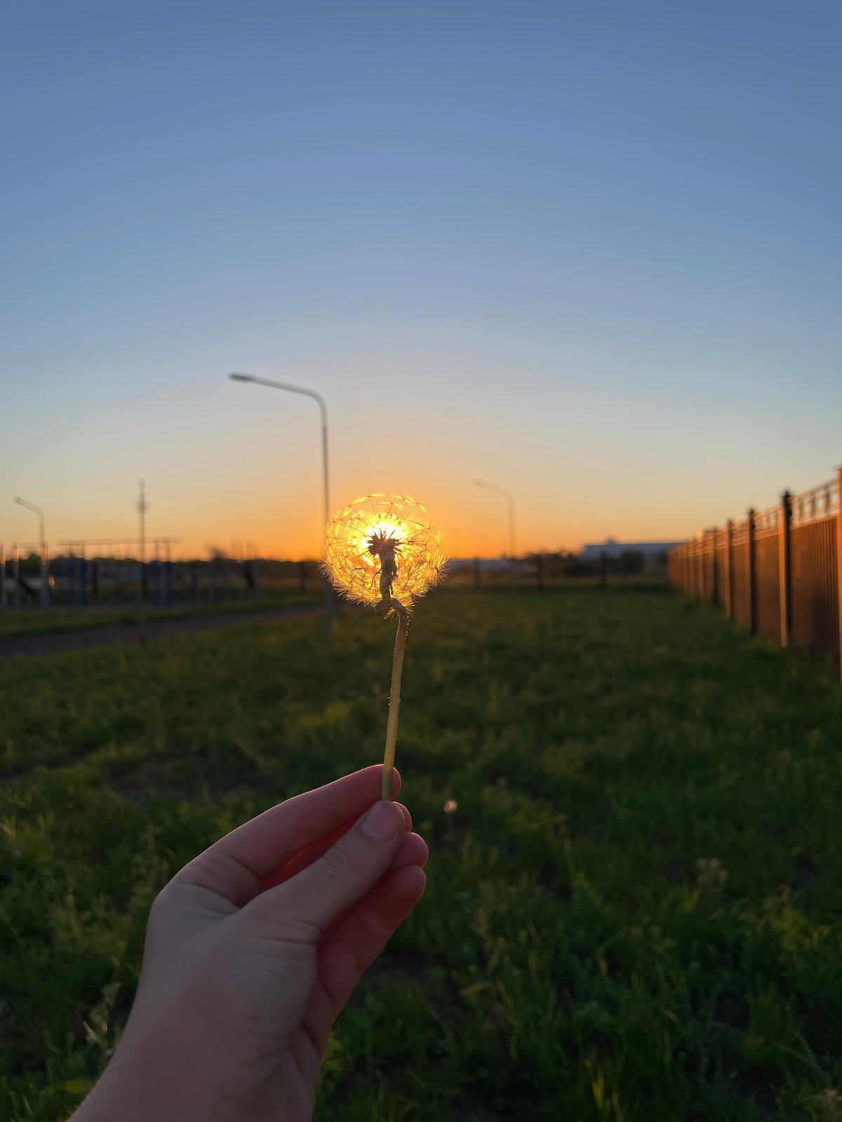 Sunset photography session with dandelion captured in Saratov