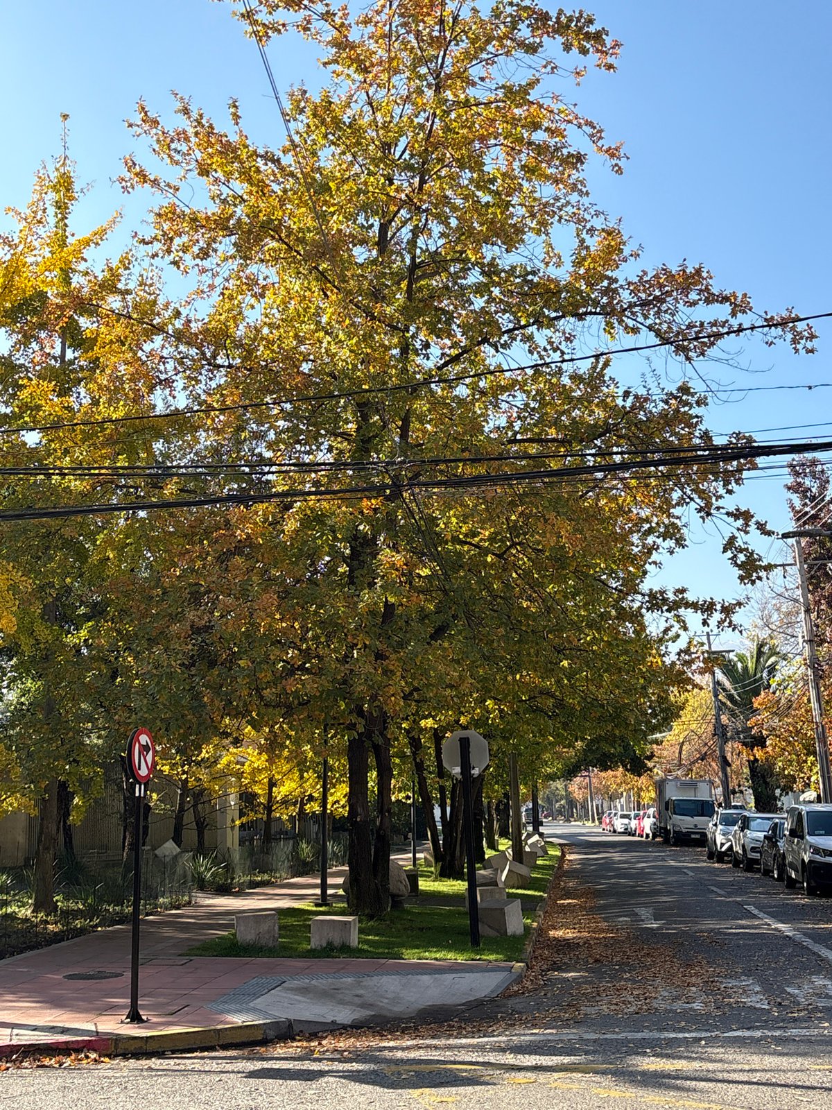 Quiet domestic moments documented in Vitacura during autumn afternoon