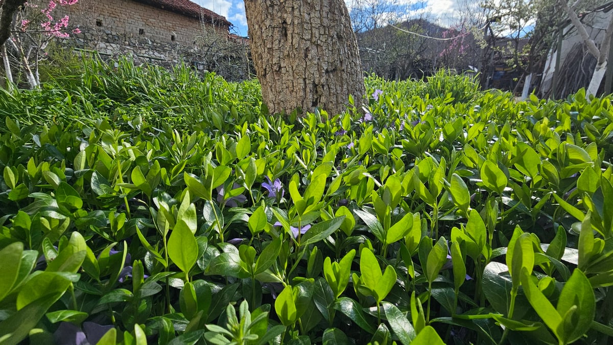 Spring flowers bloom across Beguntsi, Bulgaria countryside