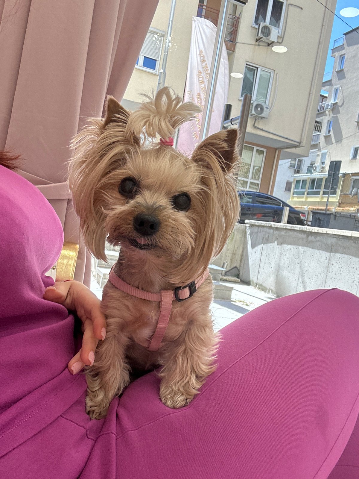Yorkshire Terrier in pink harness spotted on lap in Sofia
