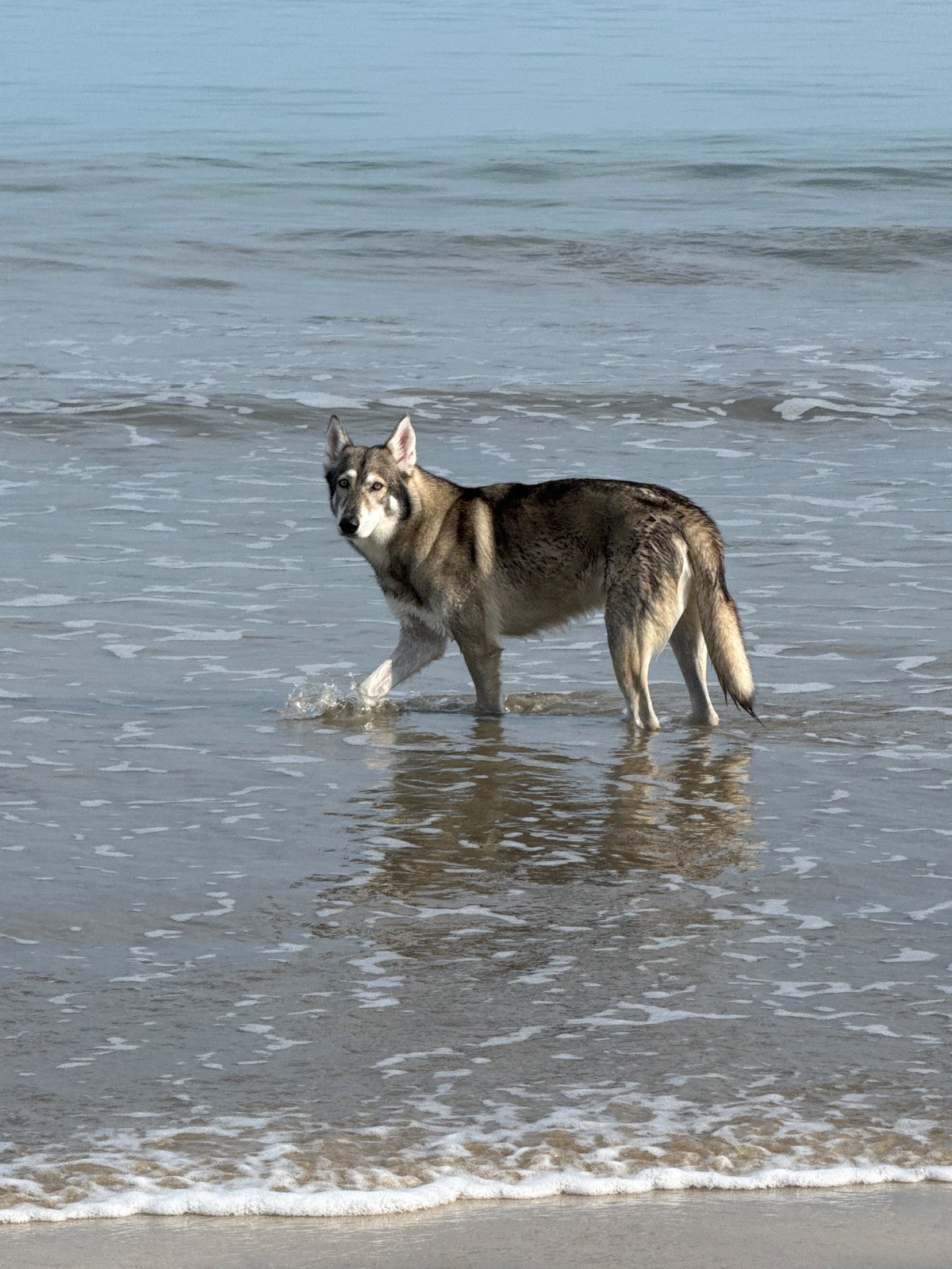 Dog plays in water as beachgoer walks Jimbaran shore