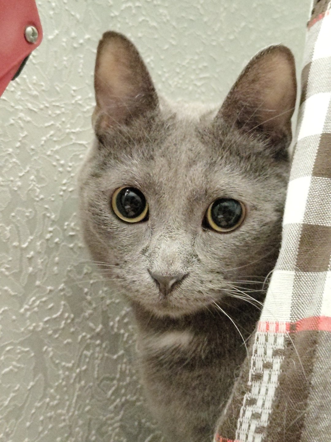 Cats peeking from curtains and lounging indoors