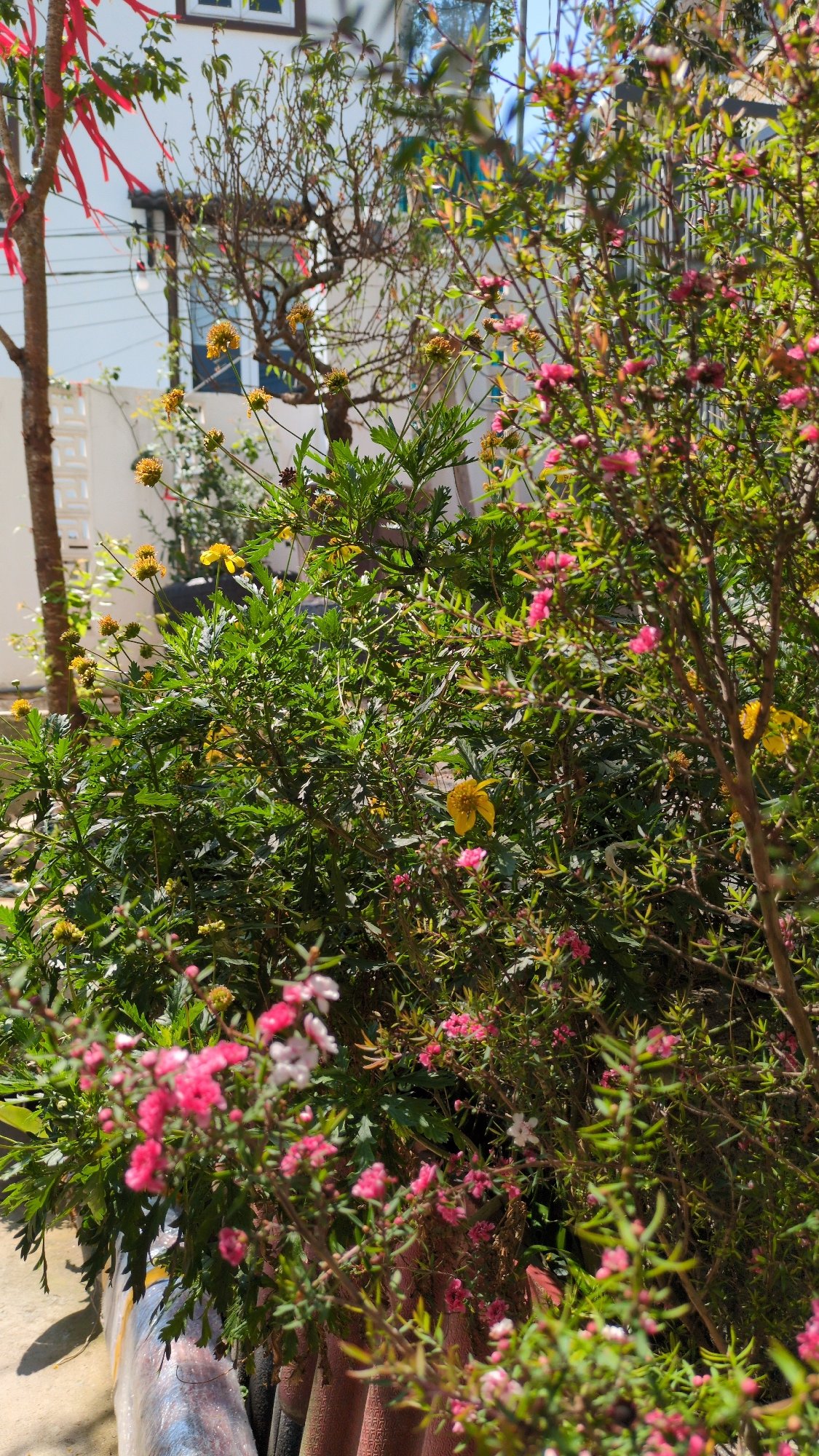 Daily life glimpses captured in Da Lat, Vietnam