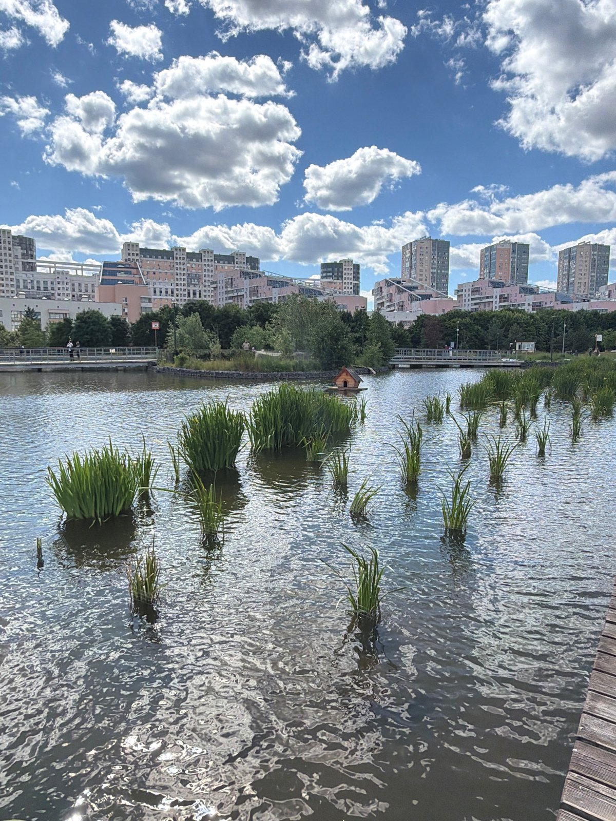 Busy lakeside park: ducks, fish, dogs, and a floating duck house