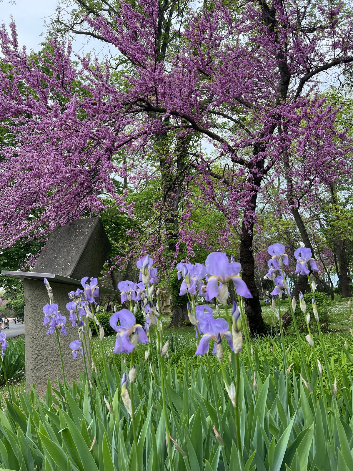 Spring blooms color Burgas park with purple flowers