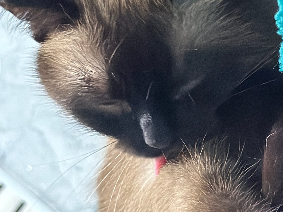 Siamese cat portraits from a quiet evening in Russia