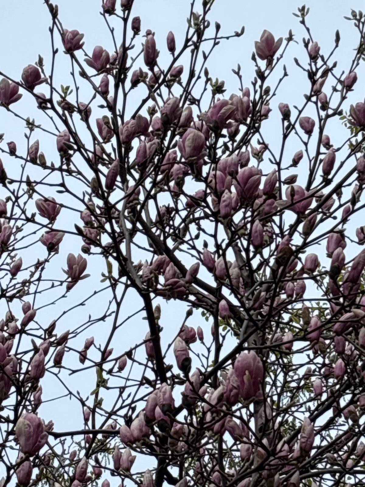 Spring blooms observed in Moscow streets