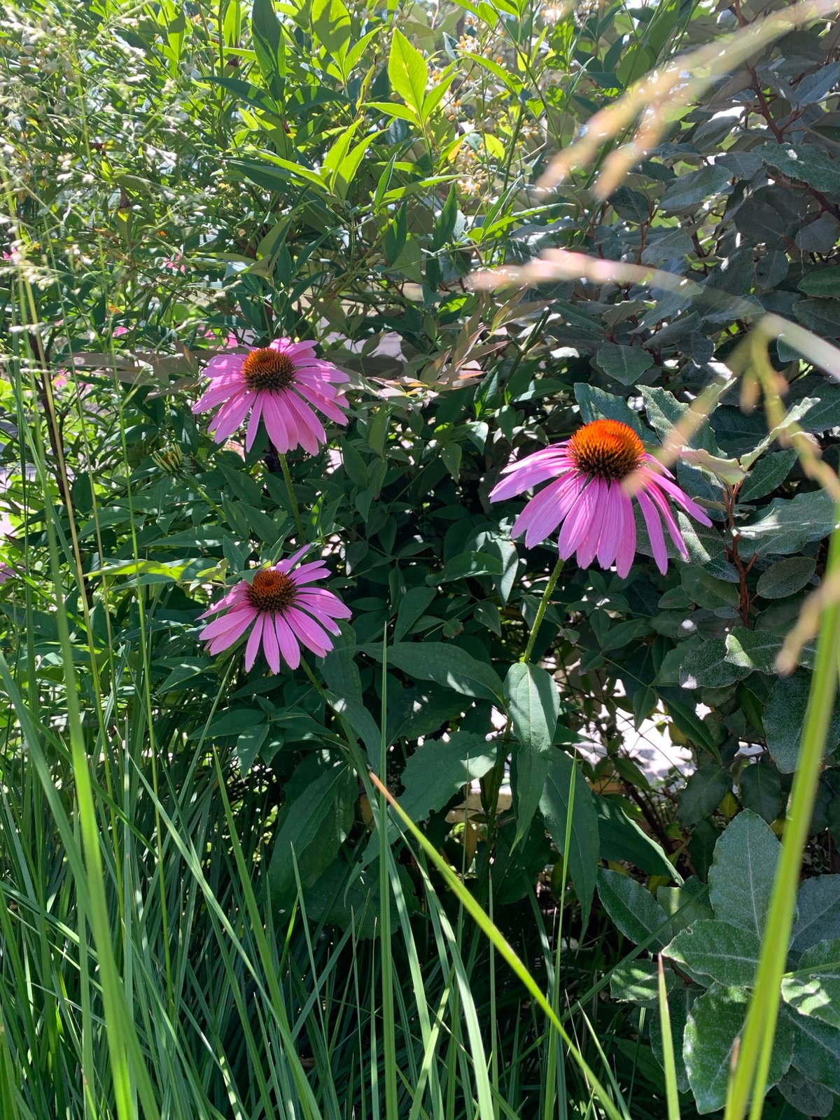 Coneflowers and a water sculpture in a Tiraspol garden