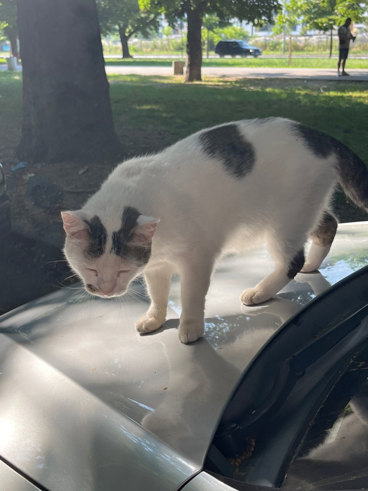 Lazy Plovdiv morning: cat on a car, park walks, city streets