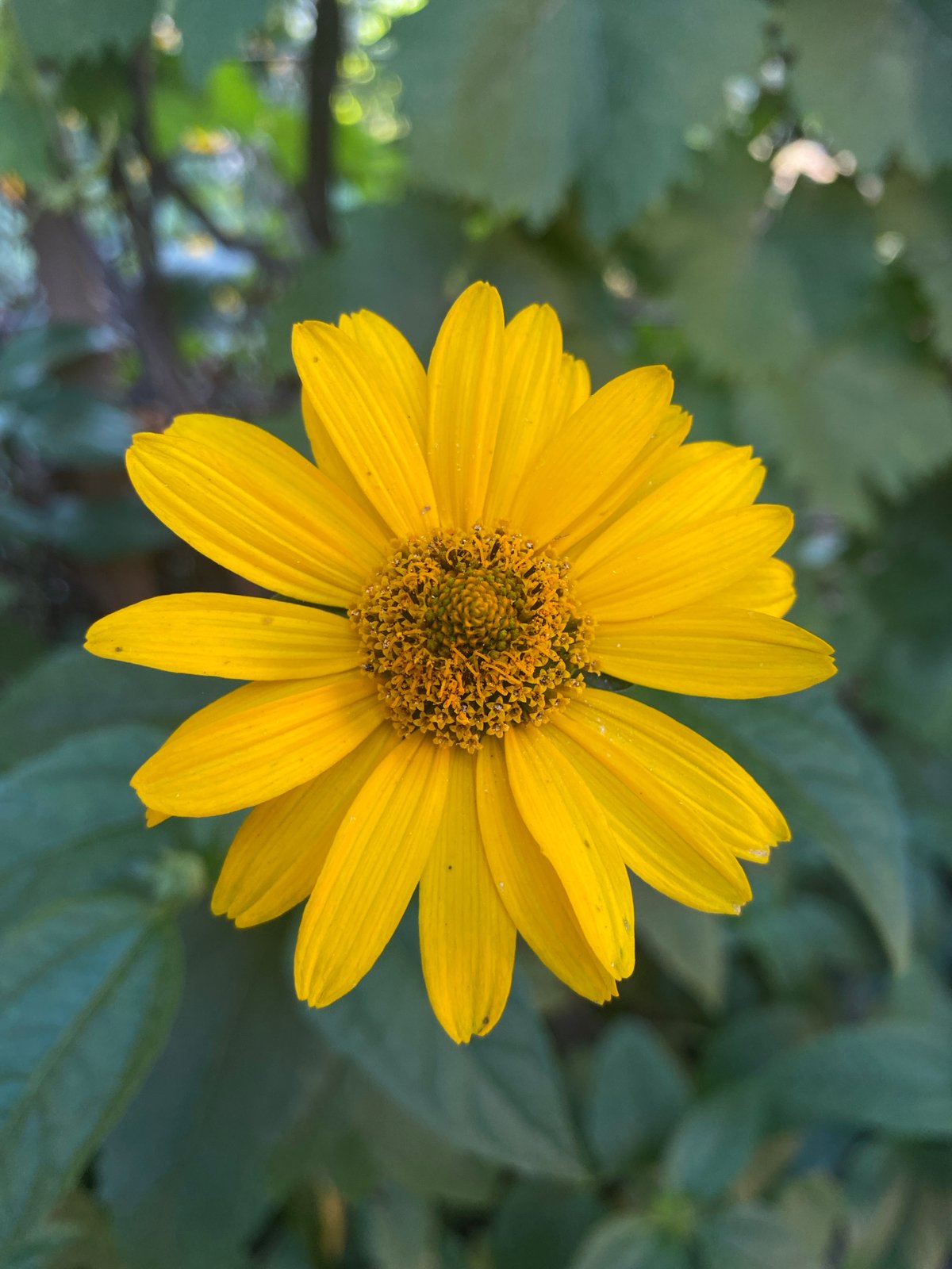 Close-up studies of yellow flowers in various stages of bloom