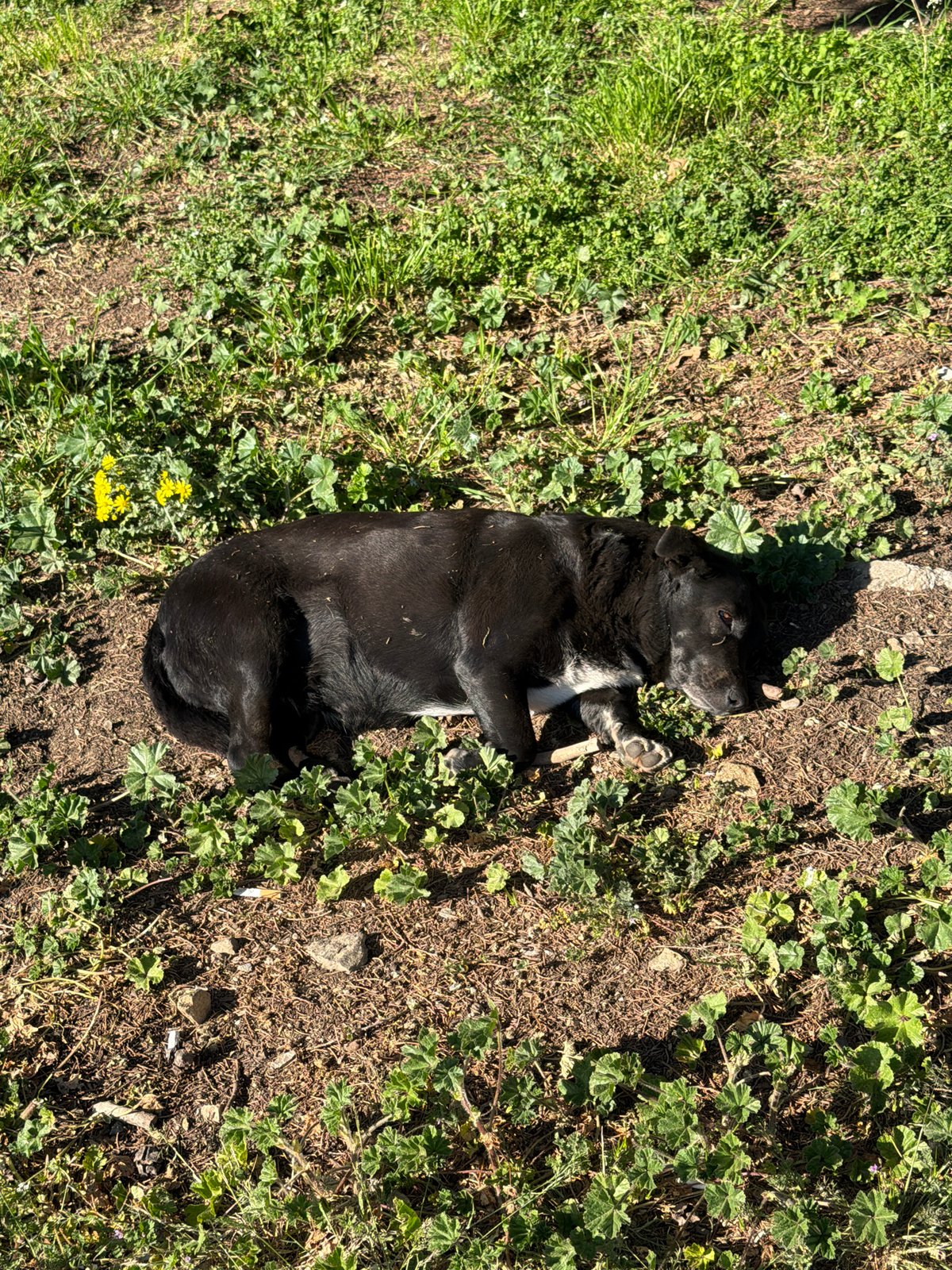 Dog rests in grass patch in Blagoevgrad, Bulgaria