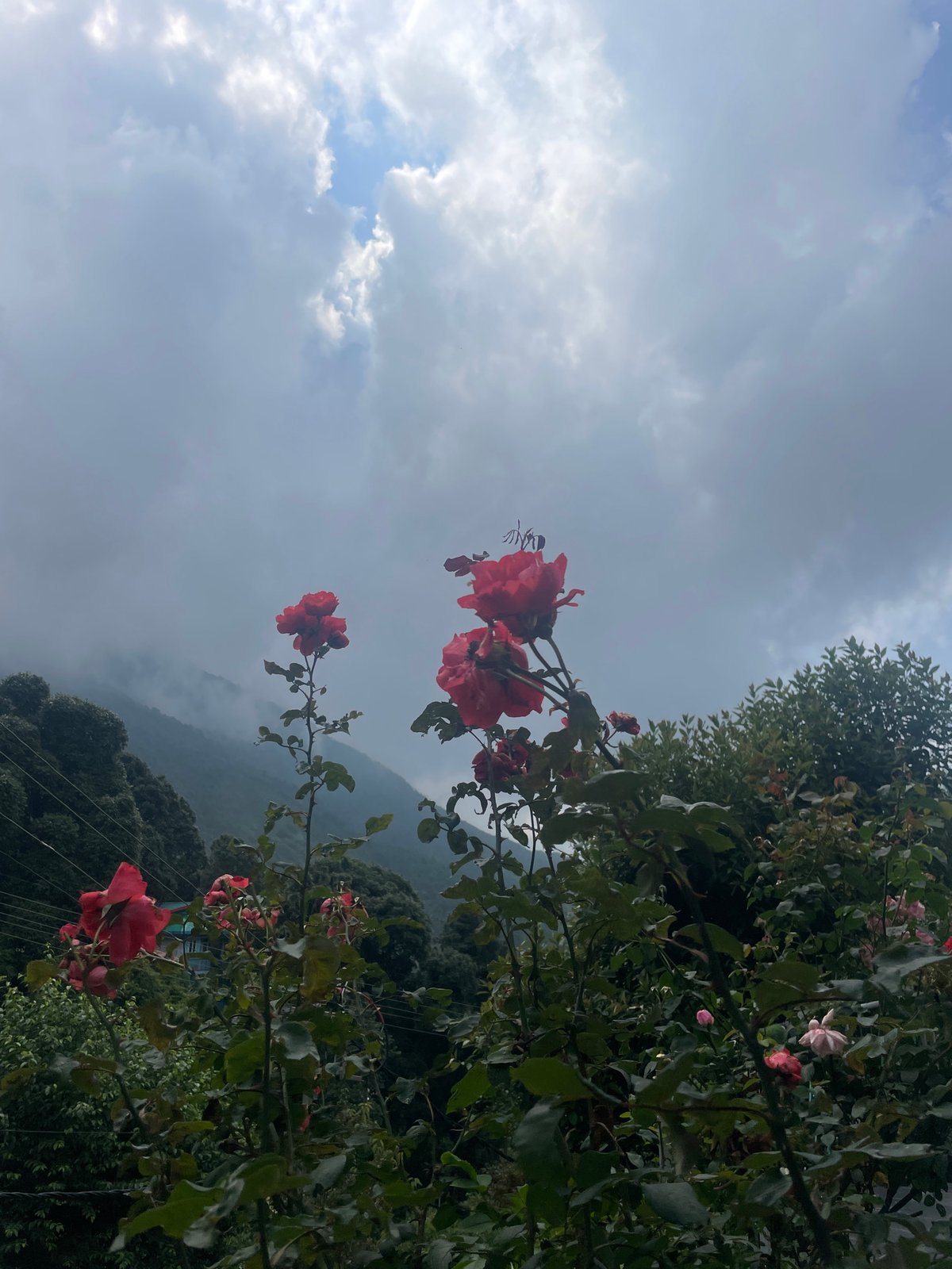 Foggy morning in Bhagsu as rain settles over the hillside