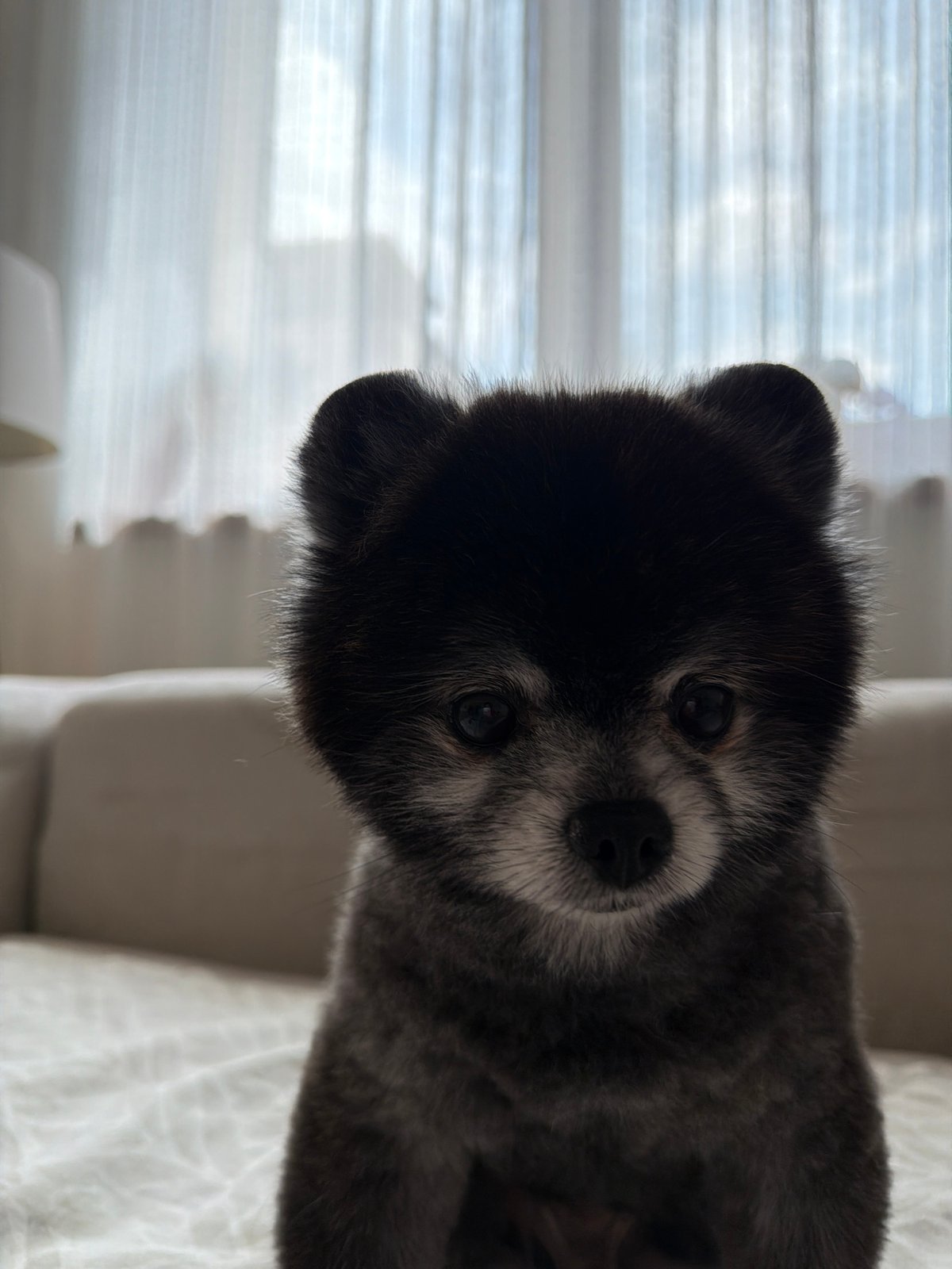 Morning moments with Pomeranian dog in Plovdiv apartment
