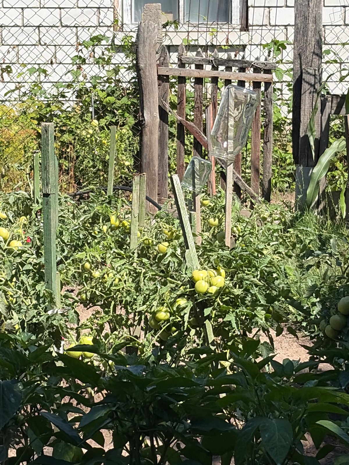 Garden walkthrough: fruits, vegetables, and flowers mid-season