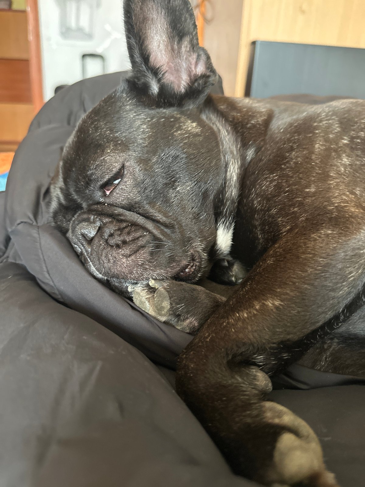 French Bulldog photographed napping peacefully in Plovdiv, Bulgaria