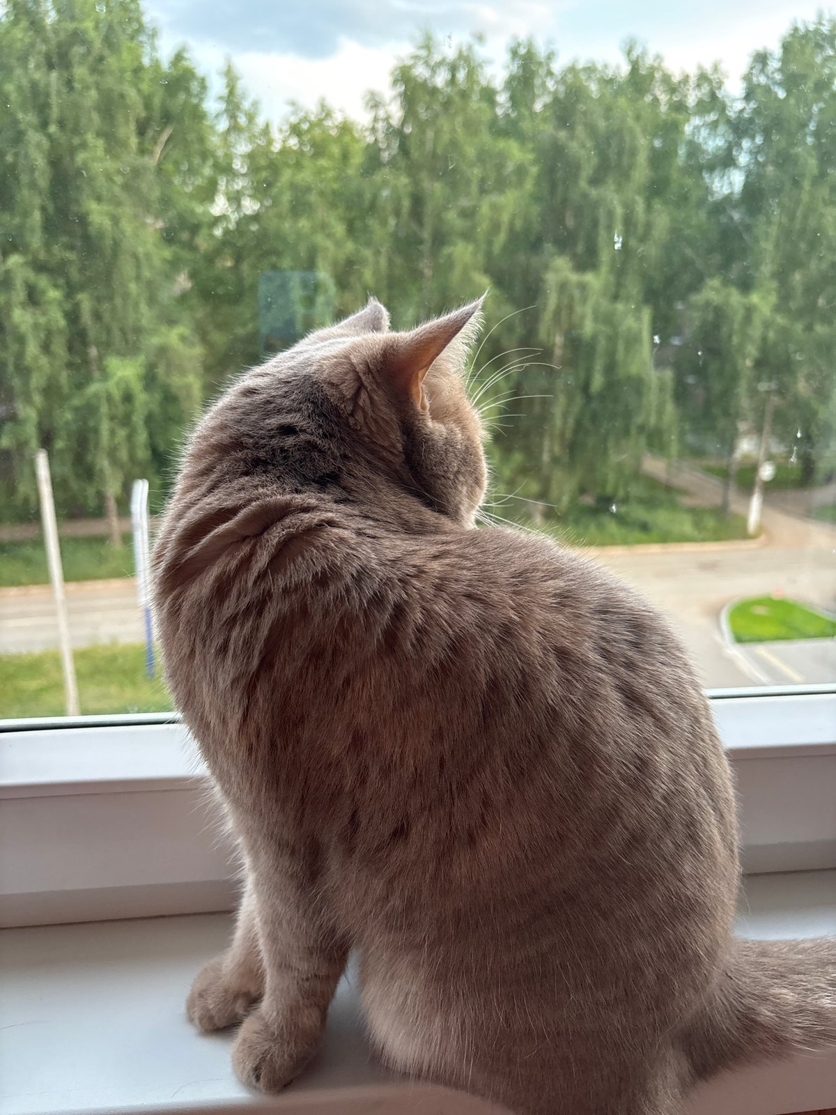 Cat at the window, Kama River sunsets, Chaikovsky summer evening
