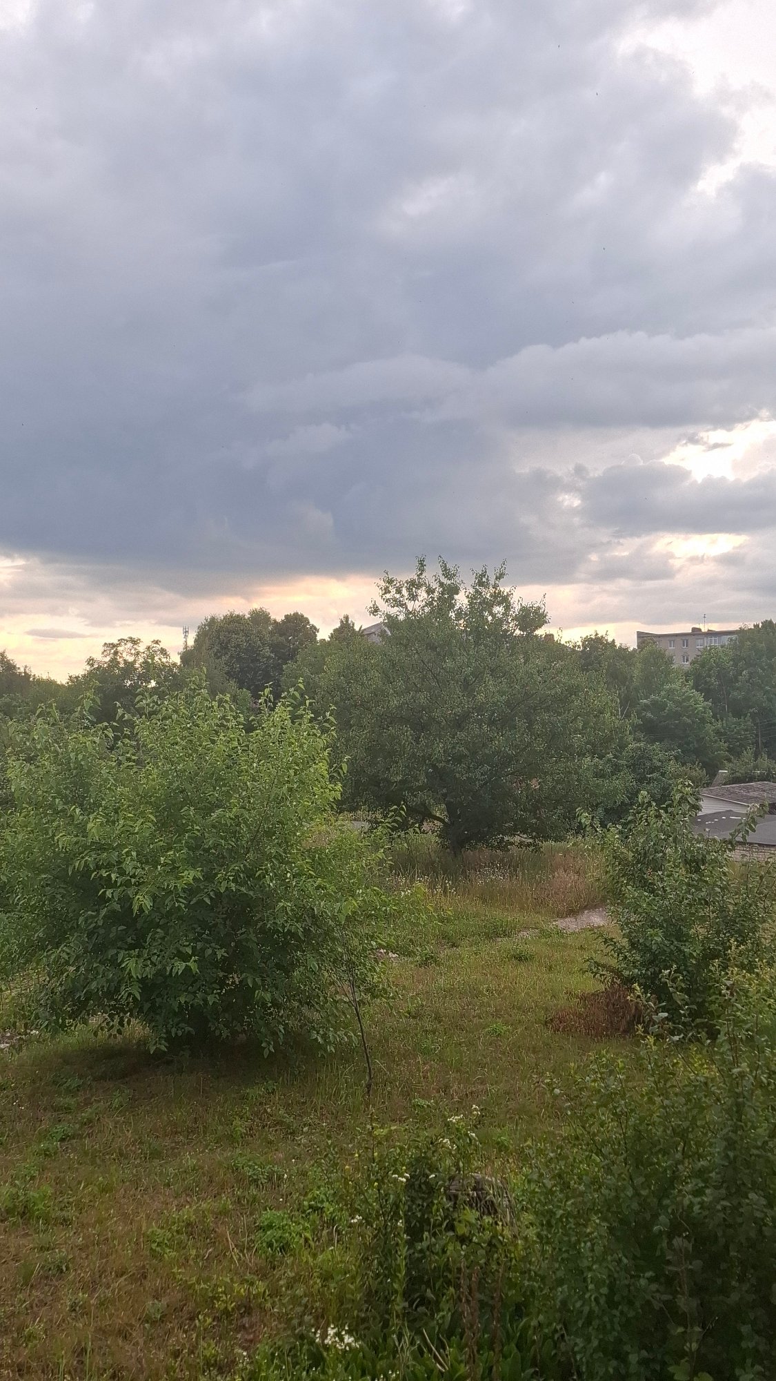 Stormy skies, a basil plant, and a well-loved stuffed cat