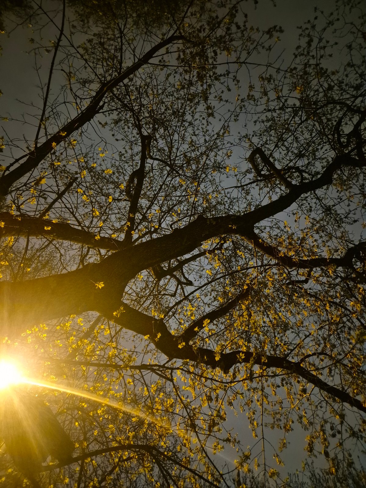 Spring trees documented in evening Moscow lighting conditions