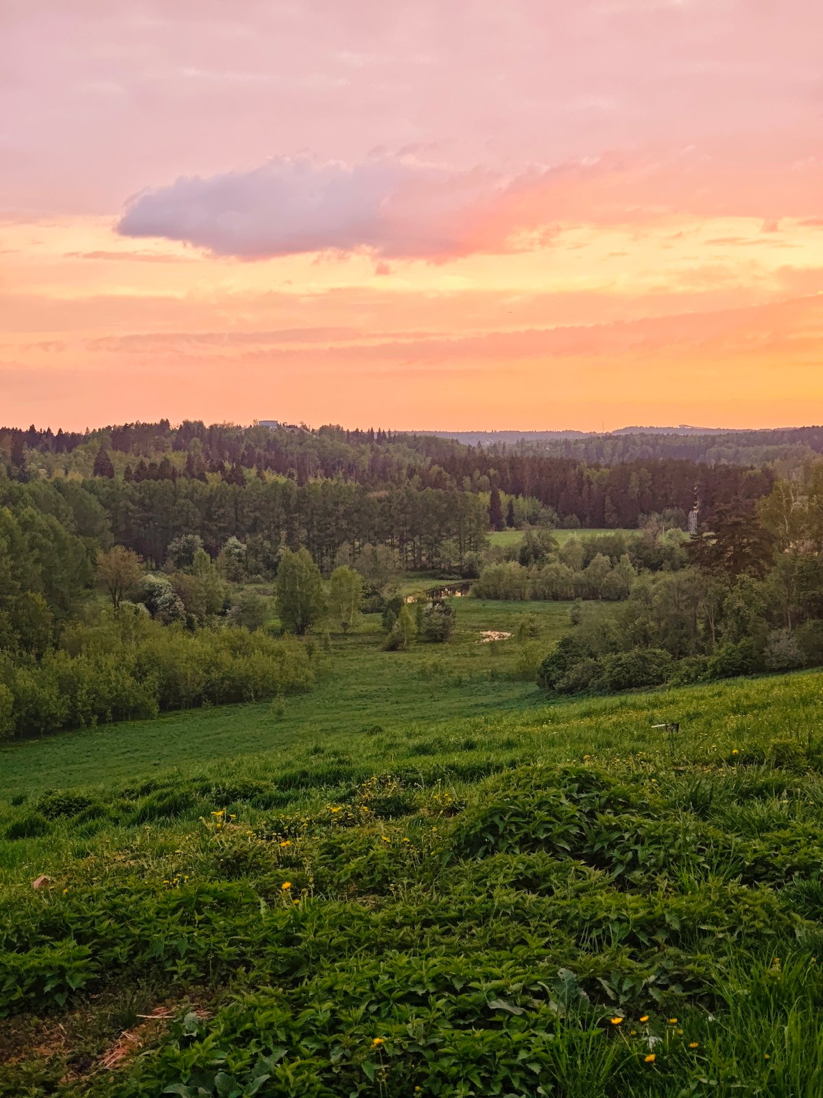 Sunset documented over dandelion fields in Ильинское, Russia