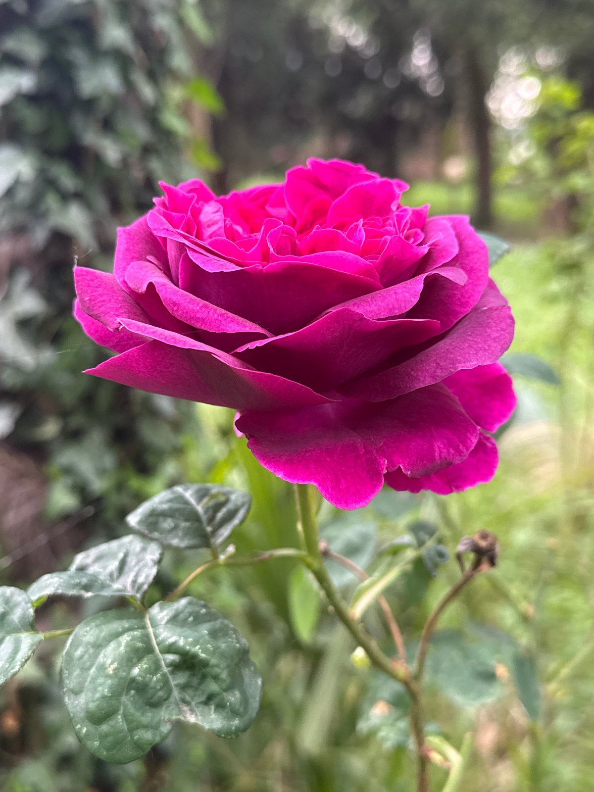 Blooming fuchsia rose documented in Erba, Italy