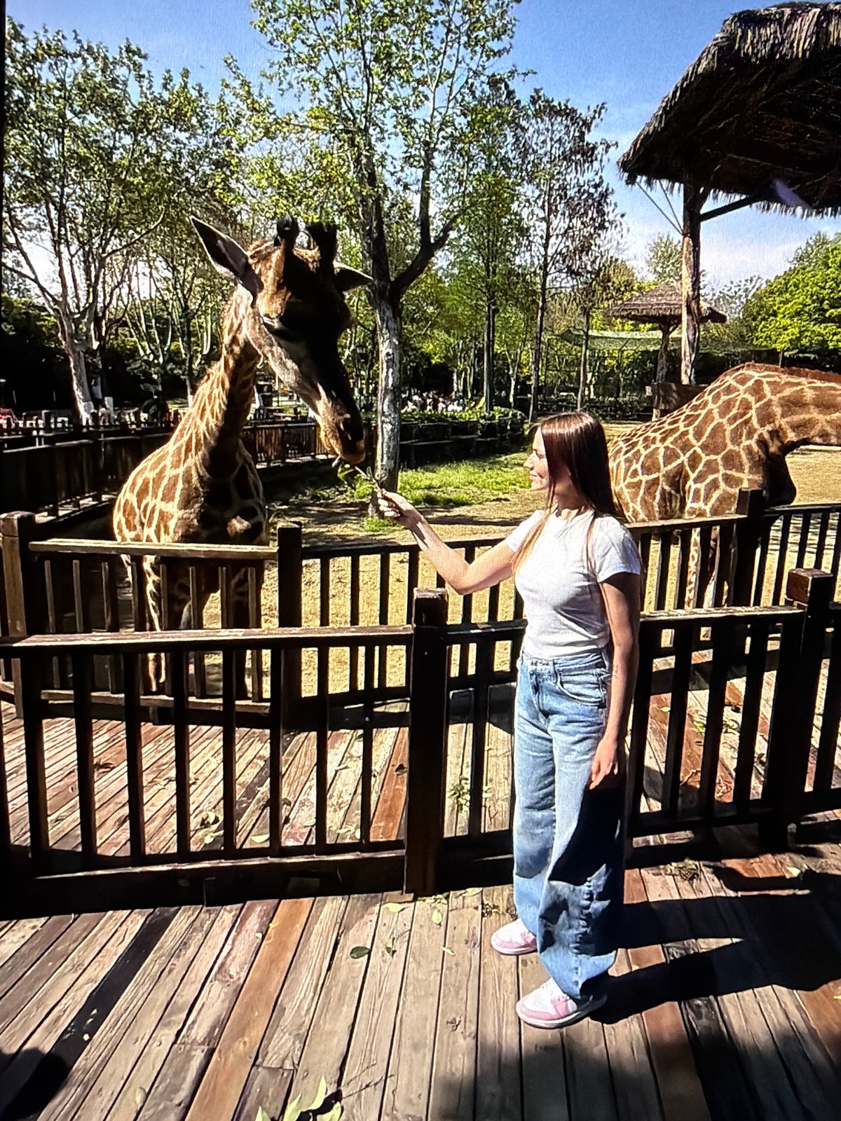 Visitor tours animal exhibits at Medan zoo facility