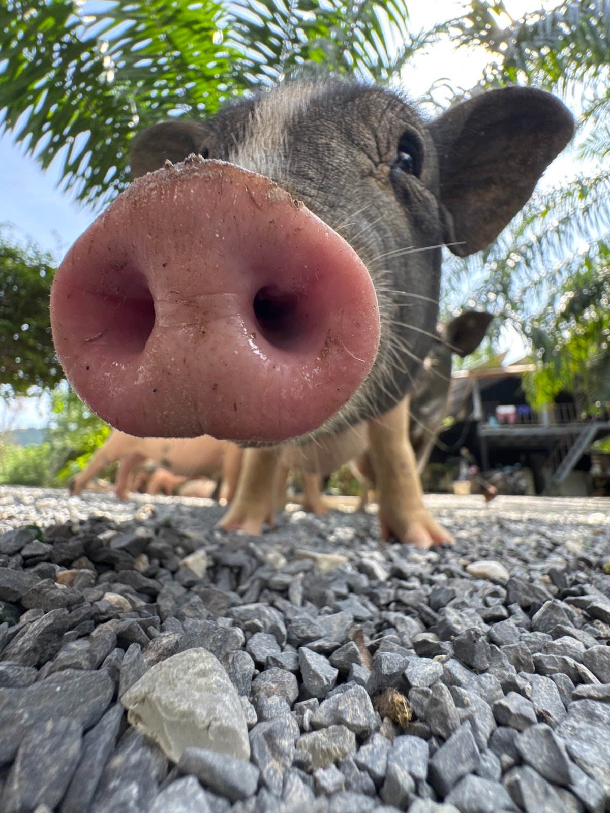 Hand-feeding pigs and deer at a small Choeng Thale enclosure