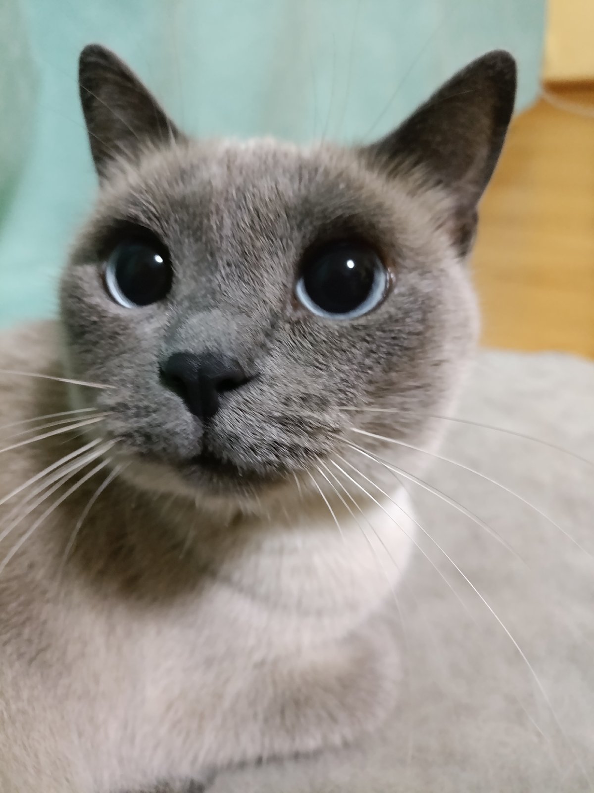 Family photos and pet portraits captured in Russian home