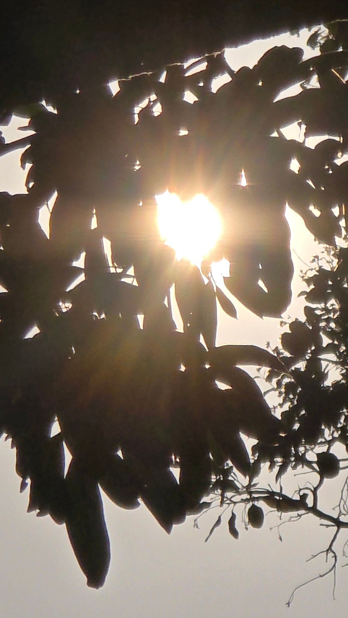 Morning sunlight through trees documented at Vietnam heritage area