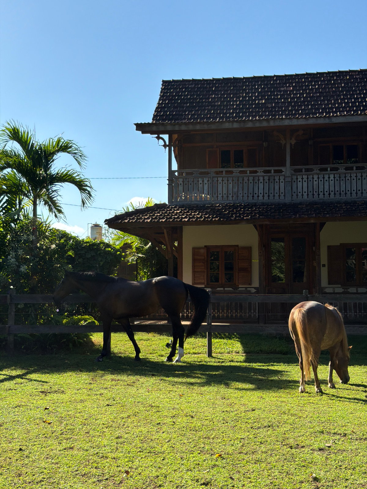 Peaceful afternoon at traditional horse property in Kediri, Indonesia